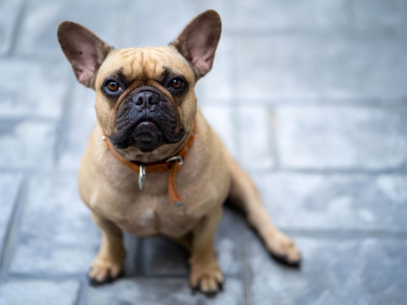 One of the biggest surprises of the research was that the French Bulldog fell (just) outside the top ten dream dogs. This is a breed that has been challenging the Labrador for the title of Britain's favourite dog in recent years.
