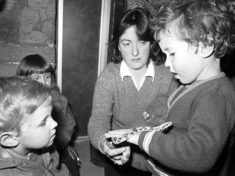 Children make friends with a baby boa constrictor as part of Edinburgh Zoo education unit's 'Meet the animals' project, July 1979
