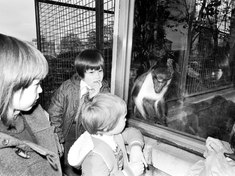 Children from Corstorphine primary school adopted a Diana monkey at Edinburgh Zoo in October 1979 as part of the Zoo's animal adoption scheme.