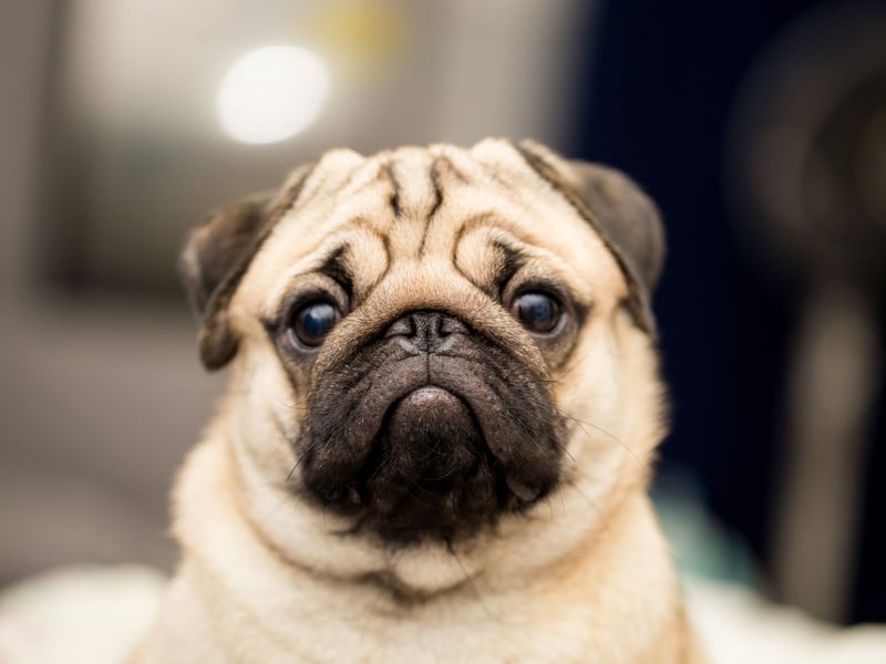 Dog Prices 2025: Here are the 10 most and least expensive types of dog ...