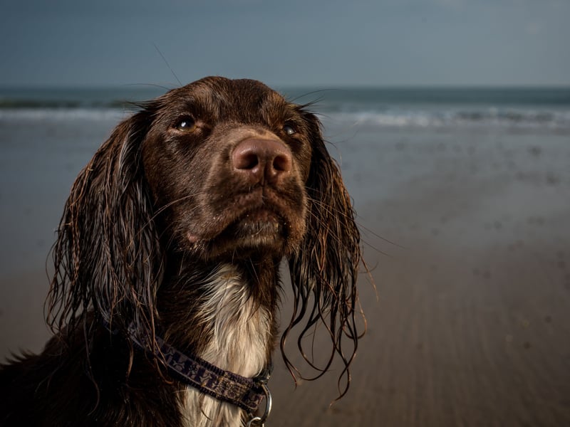 Sprocker Spaniels are the result of crossing a Springer Spaniel with close cousins the Cocker Spaniel. Both dogs have equally great attributes, so the cross is increasingly popular. They have an average puppy price of £680.