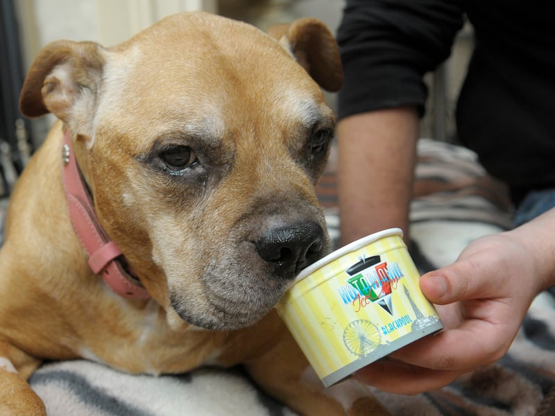 Molly the dog was given one last tub of Notarianni's ice cream after being diagnosed with cancer