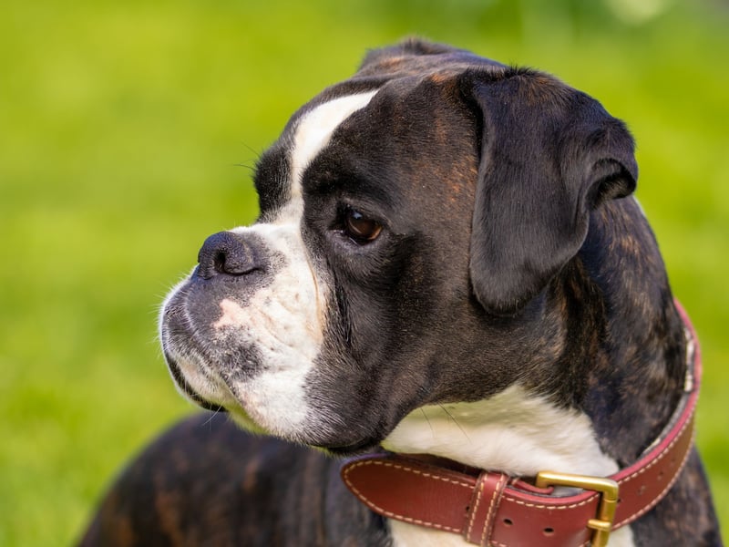 The loving Boxer is the most popular dog in the UK from the Kennel Club's working group. Bred from the Old English Bulldog and the now extinct Bullenbeisser, a Boxer puppy costs an average of £1,394.