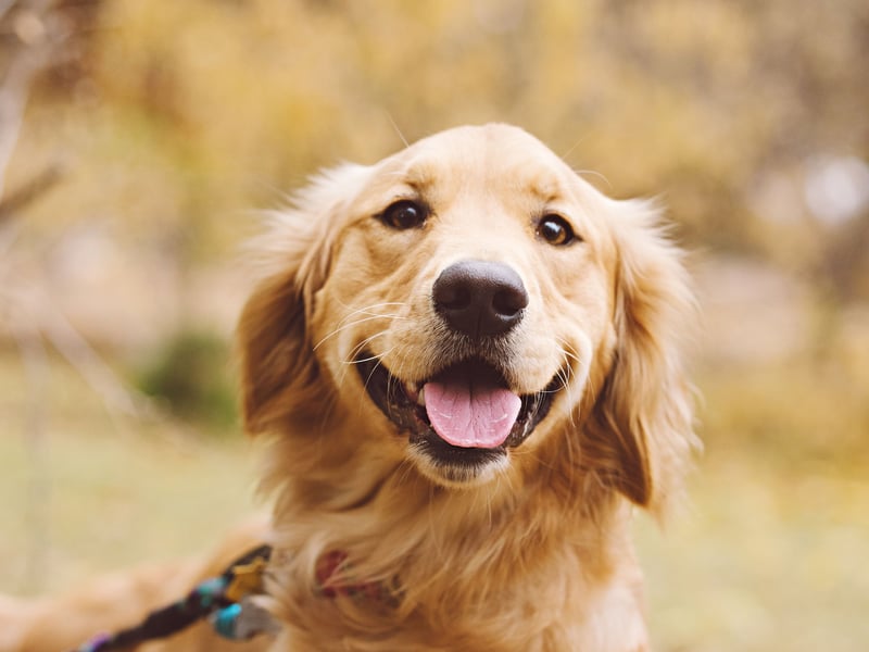Taking the final podium spot for puppies you'll need deep pockets to afford is the Golden Retriever - they'll cost you an average of £1,420. One of the world's most popular dogs, it was first bred in the 19th century by Sir Dudley Marjoribanks at his Scottish estate.