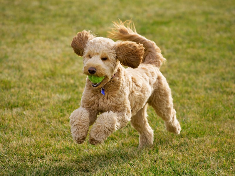 Completing the top five most expensive puppies is the Goldendoodle - a so-called 'designer dog' created by crossing a Golden Retriever and a Poodle. The idea is to have the former's many positive characteristics but with a dog that maintain's the Poodle's hypoallergenic qualities. You can expect to pay an average of £1,369 for these pups.