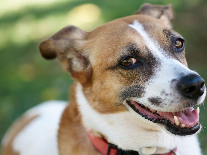 A dog doesn't have to have a pedigree to be a very good boy or girl. In fact many owners actively prefer pups with 'a bit of everything' in them. They pay an average of £605 for a mixed breed puppy.