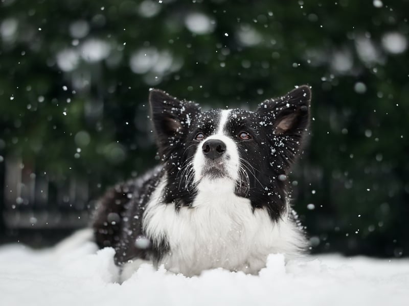 Now for the most inexpensive dogs to buy as puppies, starting with the Border Collie that has an average pup-price of just £557. A bargain for the dog that has scientifically shown to be the world's most intelligent. Famed for their ability to herd sheep, they need huge amounts of exercise and stimulation.