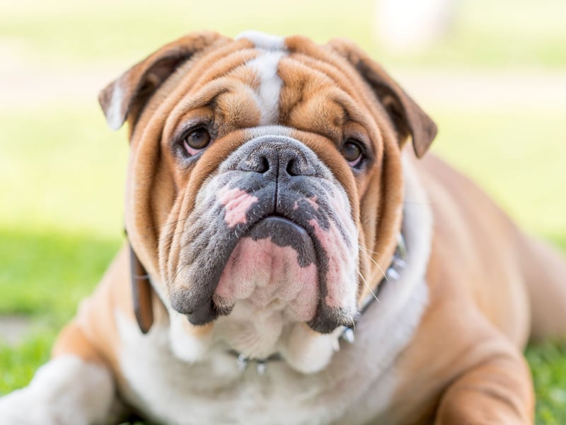 Starting with the most expensive pups, and the list is led by the adorably-wrinkly Bulldog. They may not be as trendy as their close cousins the French Bulldog, but they command a higher price - an average of £1,672.