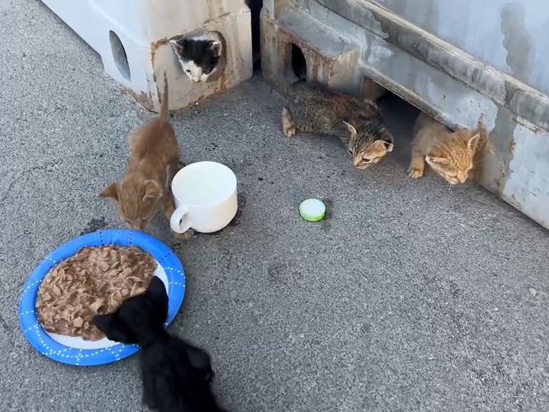Kittens have been saved by Royal Navy sailors after getting stuck under a shipping container.