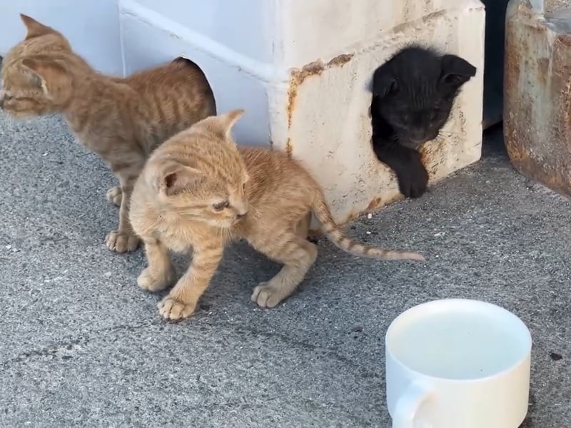 Kittens have been saved by Royal Navy sailors after getting stuck under a shipping container.