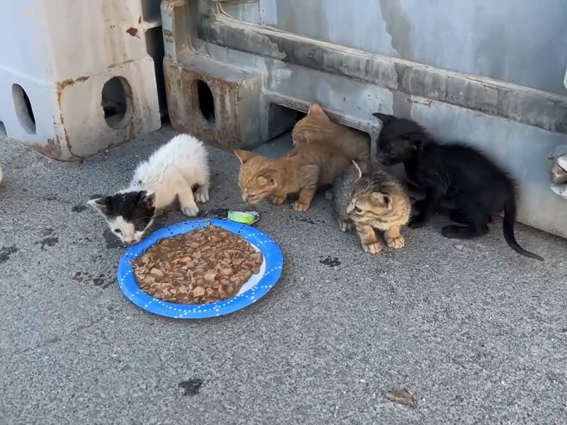 Kittens have been saved by Royal Navy sailors after getting stuck under a shipping container.
