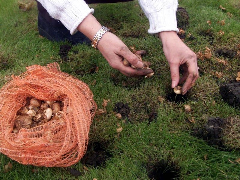 Sue Douglas of the Harrogate After Breast Cancer Support Group pictured in October 1999 planting Crocus bulbs near to the town's Royal Baths.