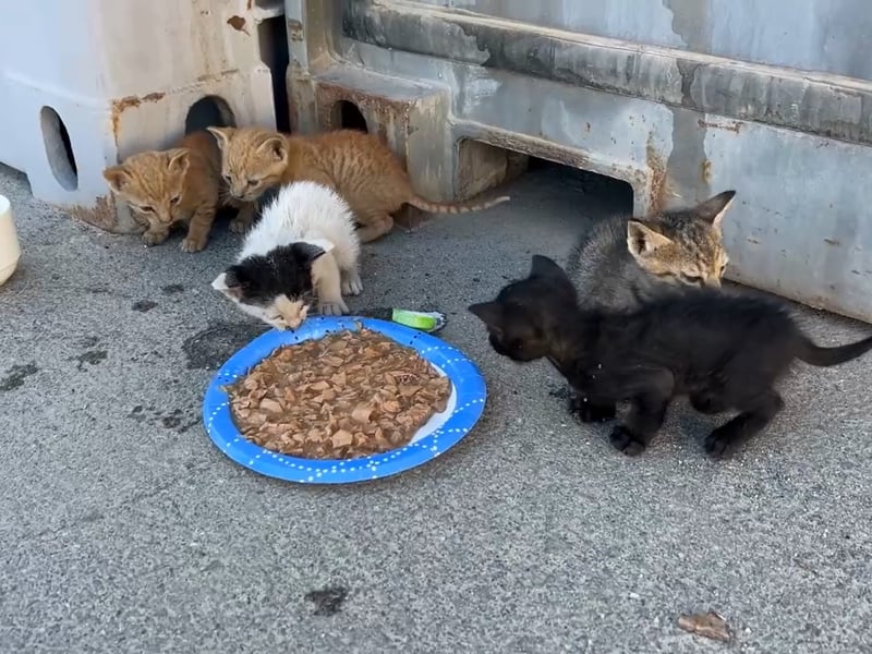 Kittens have been saved by Royal Navy sailors after getting stuck under a shipping container.