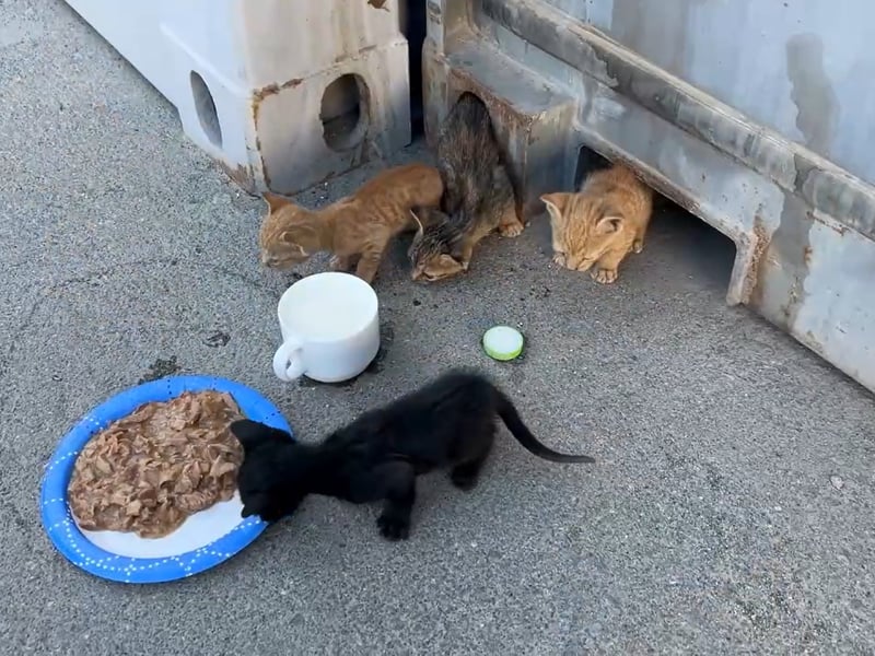 Kittens have been saved by Royal Navy sailors after getting stuck under a shipping container.