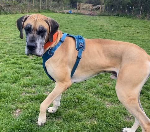 Hendrix is a four-year-old Great Dane and he has been described as a 'gentle giant'. He will need a large home and garden that is fully secured.