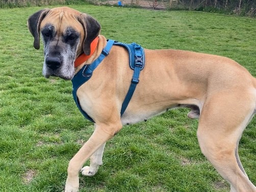 Hendrix is a four-year-old Great Dane and he has been described as a 'gentle giant'. He will need a large home and garden that is fully secured.