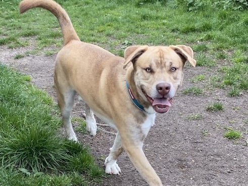 Billie is a nine-month-old Staffie/Husky who is 'a big bundle of fun with a huge personality.' 