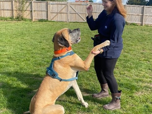 Hendrix is a four-year-old Great Dane and he has been described as a 'gentle giant who has done really well in building his confidence since arriving at the Ark.' He struggles with struggles with separation anxiety and will howl when left.