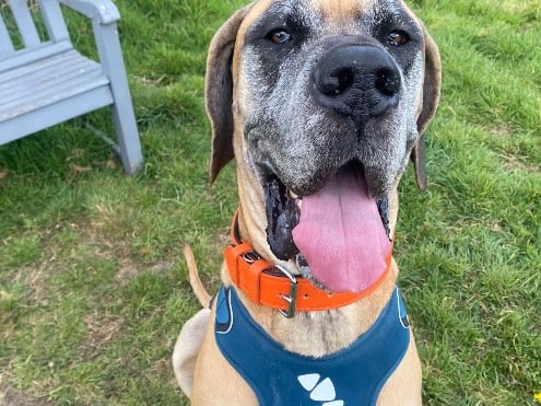 Hendrix is a four-year-old Great Dane and he has been described as a 'gentle giant who has done really well in building his confidence since arriving at the Ark.'