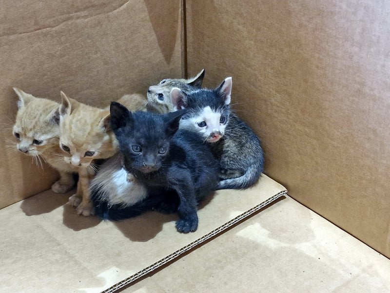The kittens when they were first found.