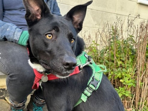 Zorro is a two-year-old male collie X and he would benefit from a quiet home with owners interested in dog training.