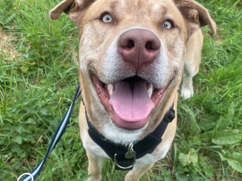 Billie is a nine-month-old male Staffie/Husky who is 'a big bundle of fun with a huge personality.' He will need to be in an active home with a private garden. 