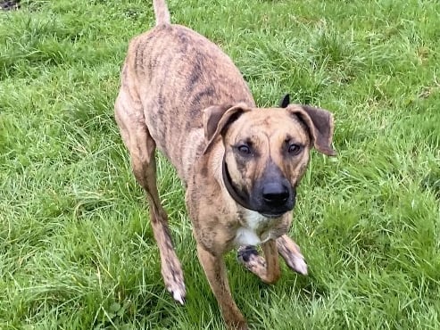 Marley is a young female lurcher who is a 'sweet and gentle girl'. She is reactive to others dogs but training at the centre has been very beneficial for her.
