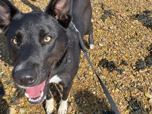 Zorro is a two-year-old male collie X who has been described as a 'smart agile boy who loves to train/ play and cuddle with his human friends'.