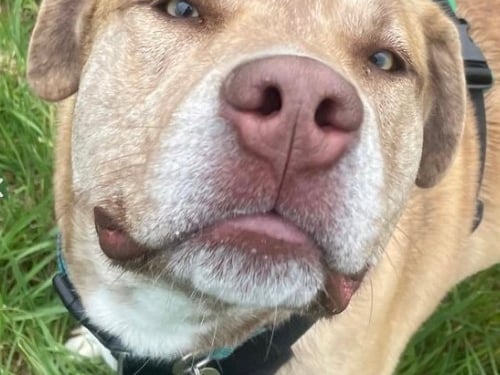 Billie is a nine-month-old male Staffie/Husky who is 'a big bundle of fun with a huge personality.' 