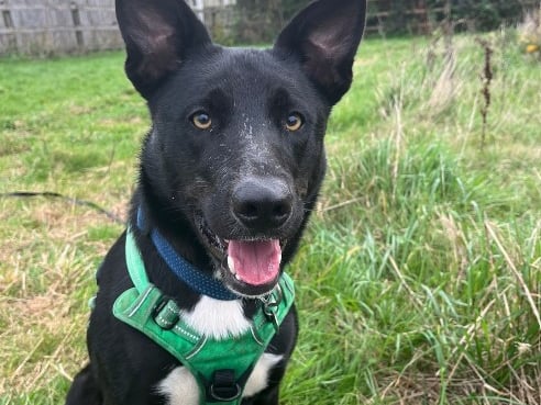 Zorro is a two-year-old male collie X and he is smart and active. He will flourish in a home environment that uses positive reinforcement.