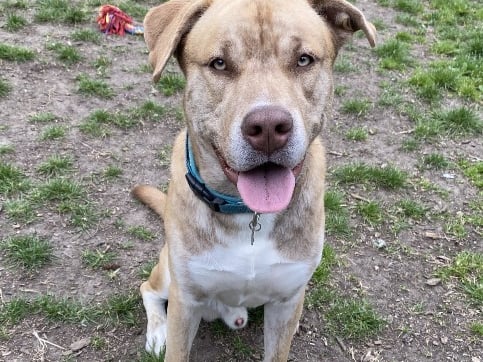 Billie is a nine-month-old male Staffie/Husky who is 'a big bundle of fun with a huge personality.' He is a large boy who will need to be walked and trained regularly. 