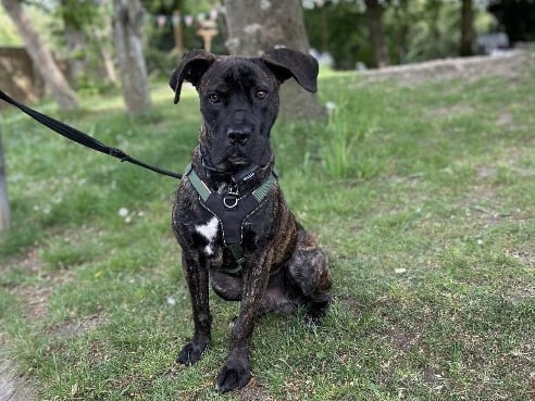 Simba is a ten-month-old male cane corso/ boxer. He is a 'very friendly, affectionate boy who loves nothing more than to sit on your lap.'