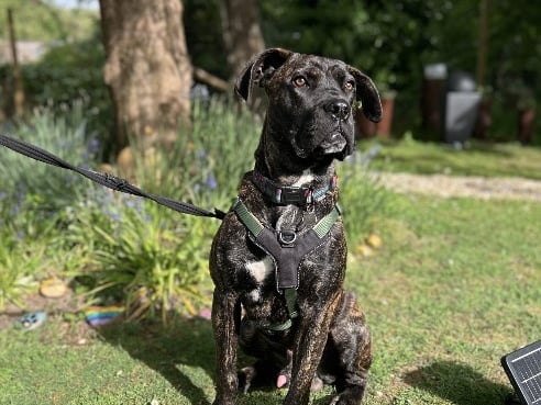 The Stubbington Ark said: "His new family will need to commit to consistent training to help him work through times where he gets overstimulated with calm positive training."