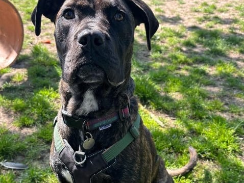 Simba will need a private secure garden where he can let off steam.