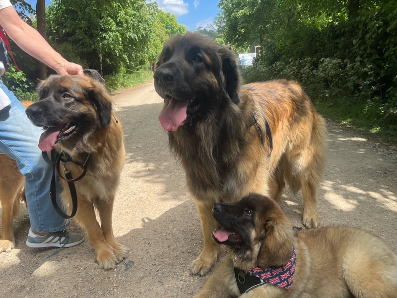 Thousands of people turned out for the annual celebration of dogs at Goodwoof. 