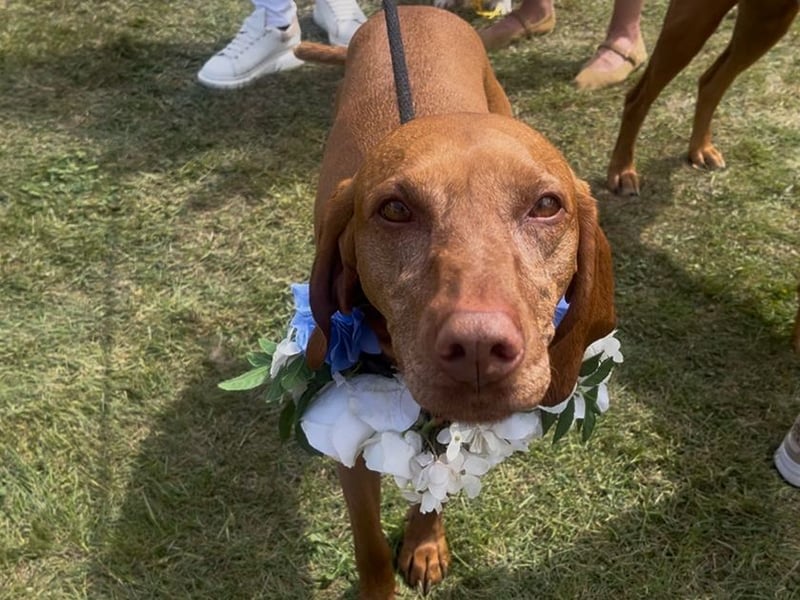Goodwoof 2025 welcomed thousands of people for a glorious weekend celebration of everything dogs. The event hosted a wonderful array of activities to get stuck into. 