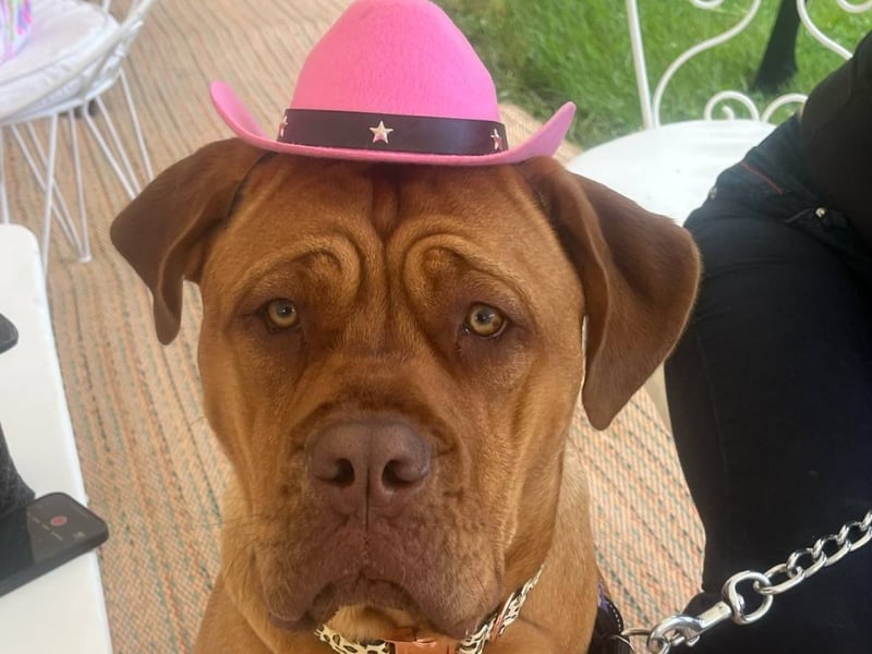 Thousands of people turned out for the annual celebration of dogs at Goodwoof. 