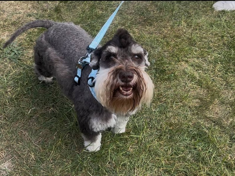 Goodwoof 2025 welcomed thousands of people for a glorious weekend celebration of everything dogs.