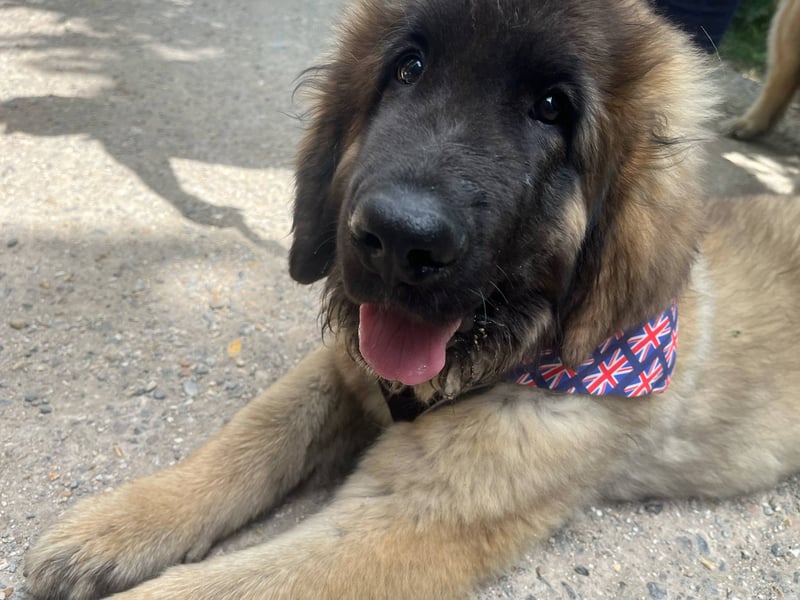 Thousands of people turned out for the annual celebration of dogs at Goodwoof. 