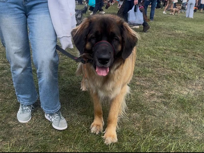 Goodwoof 2025 welcomed thousands of people for a glorious weekend celebration of everything dogs. The event hosted a wonderful array of activities to get stuck into. 