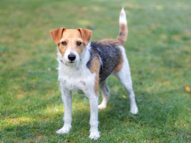 The Parson Russell Terrier also costs an average of just £4.85 per month to insure - that's £11.18 less than the table-topping Flat-Coated Retriever. This breed is named after the Reverend Jack Russell - who first bred both these dogs and the Jack Russell Terrier.