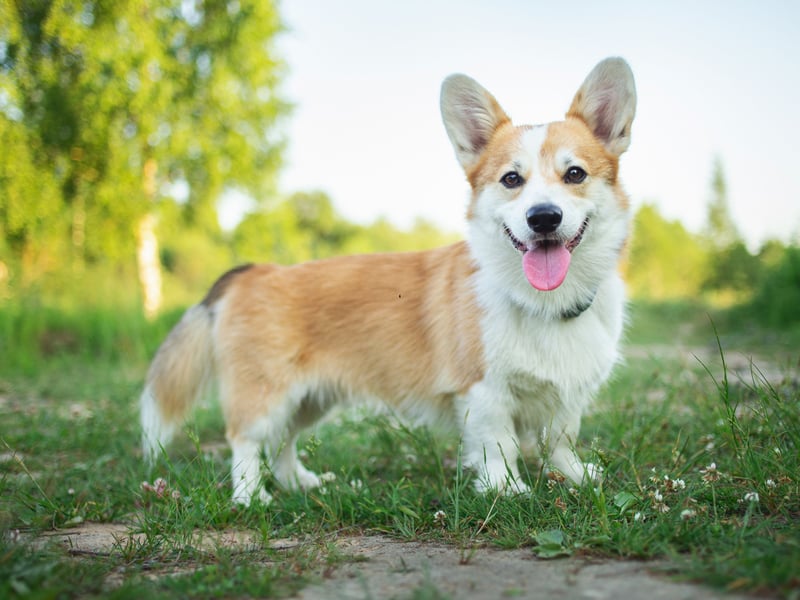 Showing that large breeds aren't the only ones with higher premiums, the Pembroke Welsh Corgi completes the five most expensive dog breeds, with a average monthly premium of £15.02. Famously a favourite of the late Queen Elizabeth II, these dogs were used to held cattle and have a name that literally means 'dwarf dog'.