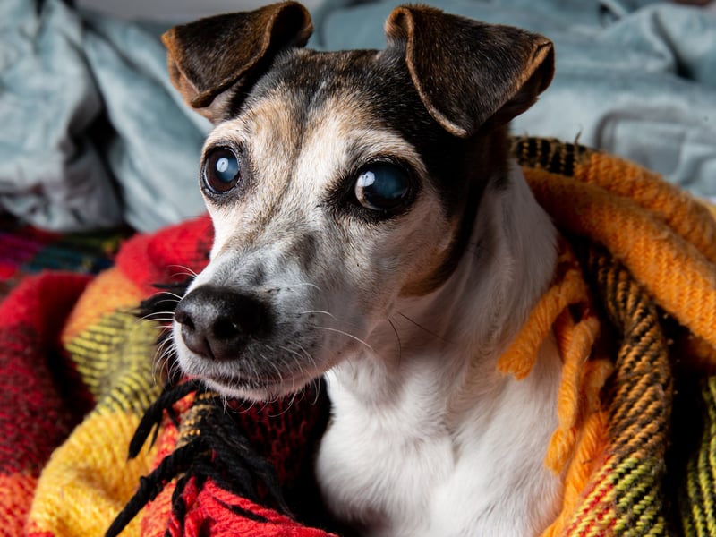 The Brazilian Terrier takes the bronze medal as the third most affordable breed - at £4.86 monthly on average. They are thought to have been created by crossing Jack Russell Terriers, Parson Russell Terriers and Fox Terriers who were brought to Brazil from Europe in the 1800s.