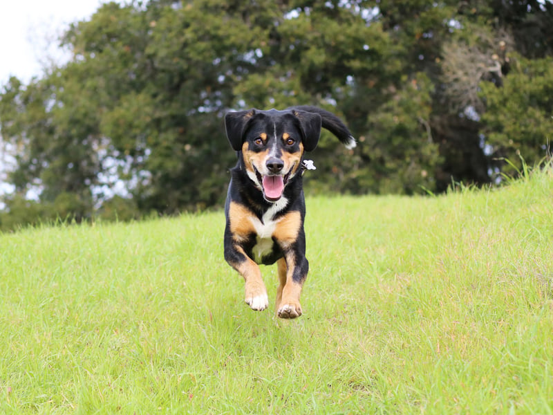 It costs an average of £15.04 per month to insure a lively Entlebucher Mountain Dog. Like the Bernese Mountain Dog, this is a type of Swiss Montain Dog that was used to herd and guard cattle in the Swiss Alps more commonly now just kept as a family pet. They are also knows as the Entlebucher Sennenhund Entelbucher Cattle Dog.