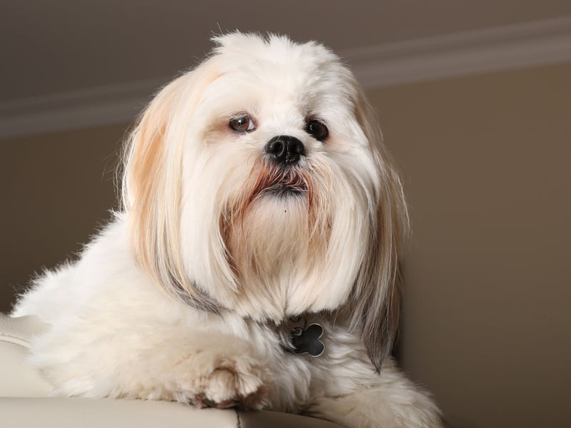 Moving onto the cheapest pups to insure and the Lhasa Apso which has the joint lowest average insurance premium of any dog breed - just £4.85. A Tibetan breed, they were originally used as watchdogs, helping to guard homes and temples.
