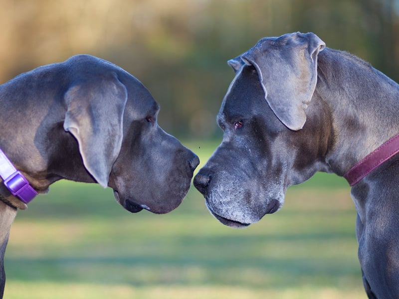 Taking the final spot when it comes to the most expensive dogs to insure is the Great Dane - costing an average of £15.58 per month in premiums. One of the world's two largest breeds of dog (along with the Irish Wolfhound), the Great Dane is a german breeds descended from dogs that were used to hunt bears, wild boar, and deer.