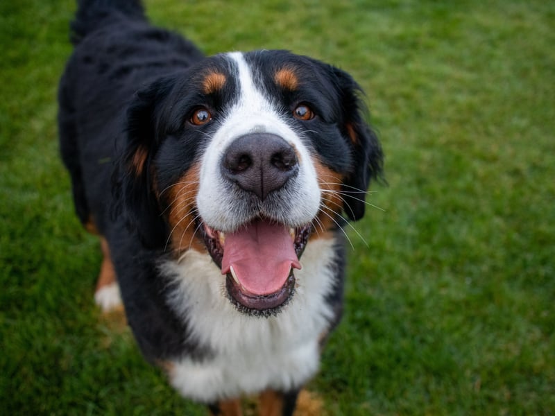 Bernese Mountain Dogs resulted in the second highest premiums, coming in at £15.61 per month on average. With £15.58 in monthly premiums. These gentle giants originate in the Bern area of Switzerland and were used to pull carts before becoming adored companion pets.