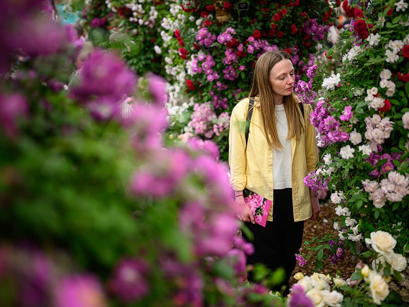 A visitor stops to smell the roses on the Peter Beales display at the Chelsea Flower Show on Tuesday, May 20.