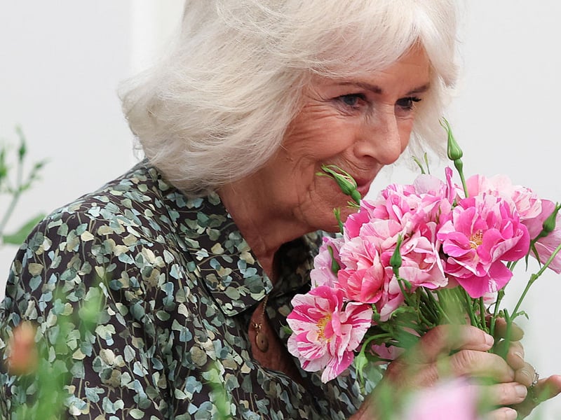 Queen Camilla smells a 'King's Rose'.