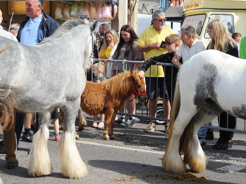 The Wickham Horse Fair took place in Wickham Square, Wickham, on Tuesday, May 20, 2025.
Picture: Sarah Standing (200525-7083)